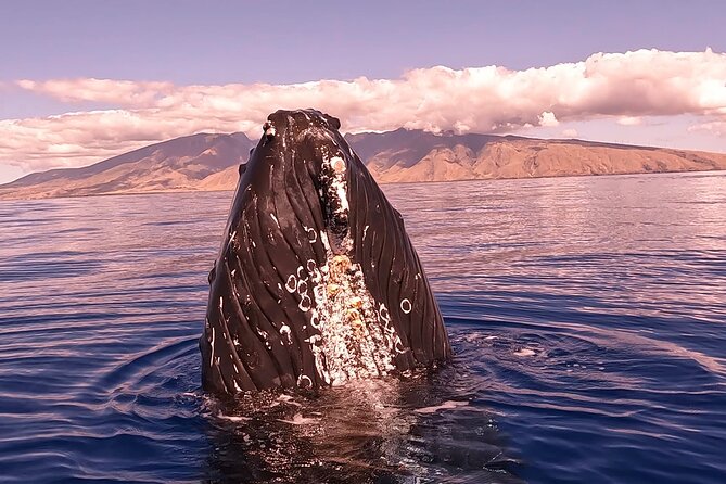West Maui Sunset Whale Watch - Tour Details