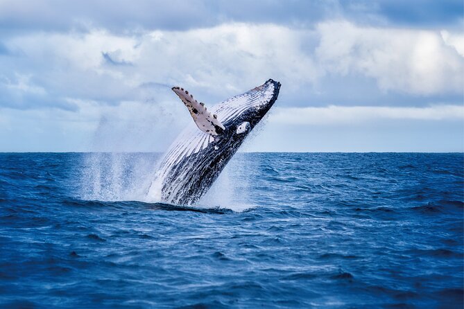 West Oahu Whale Watching & Turtle Snorkeling - Humpback Whales in Hawaiian Waters