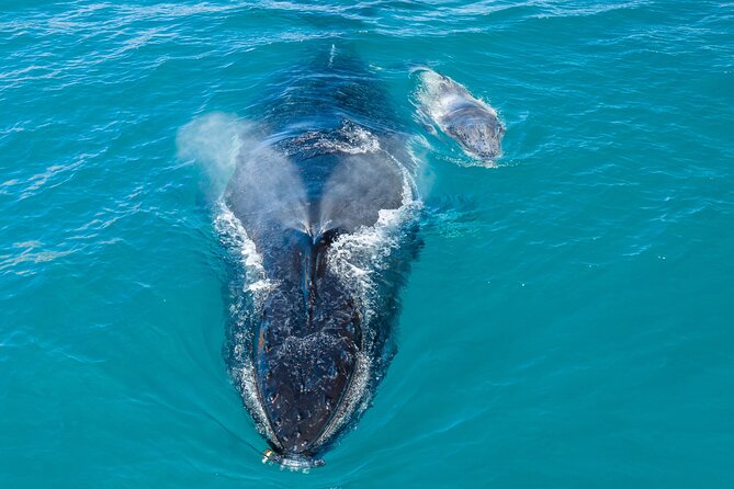 Whale and Dolphin Watch Boat Cruise in Oahu - Pricing and Tour Details