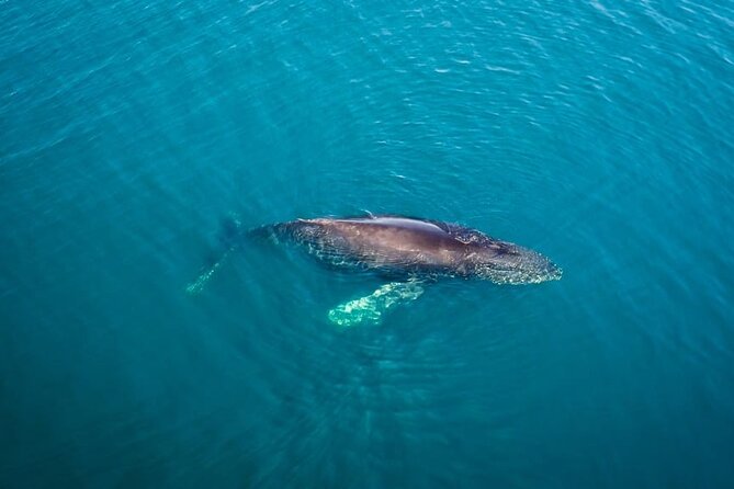 Whale and Dolphin Watching Speedboat Tour Review - Meeting and Pickup