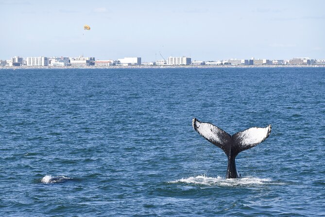 Whale Dolphin and Bird Watching Ecotour Cruise - Inclusions