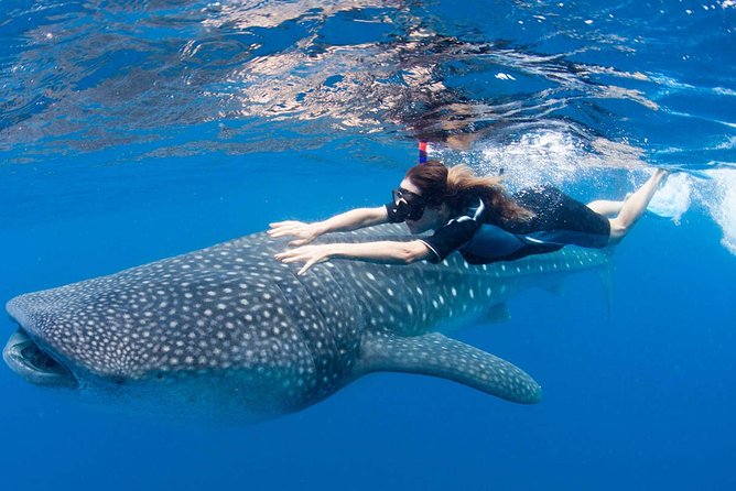 Whale Shark From Cancun, Riviera Maya and Tulum All Inclusive - Pickup Locations and Transportation