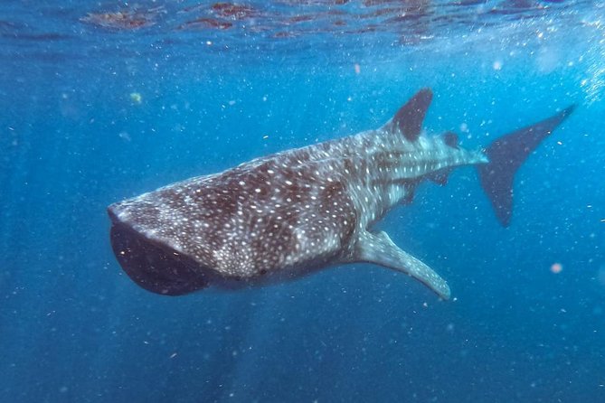 Whale Shark Swim Adventure SMALL GROUP From Cancun - Transportation Details