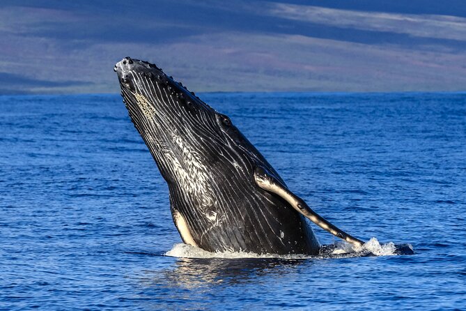 Whale Watch Adventure Aboard Mauis Only Luxury Super Raft - Up-Close Encounters With Humpback Whales