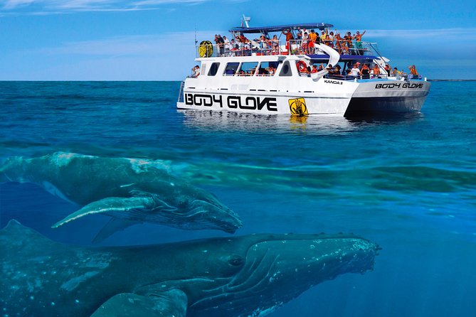 Whale Watch Excursion From the Big Island - Humpback Whales and Their Migration Patterns