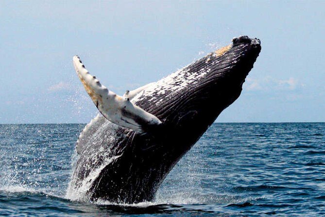 Whale Watching - Inclusions