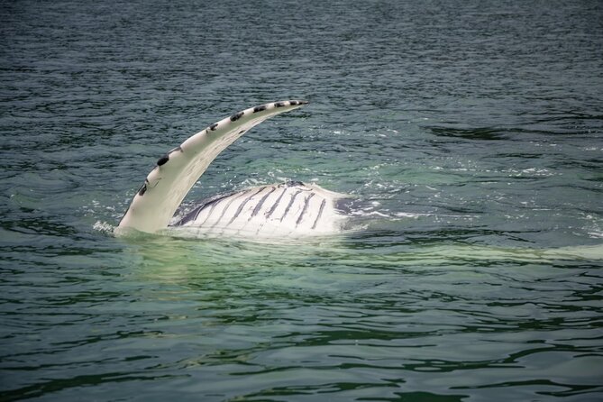 Whale Watching Adventure in Juneau - Meeting and Pickup
