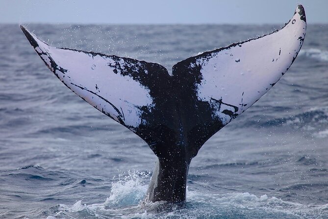 Whale Watching Expedition on Kauai - Meeting and Departure Information