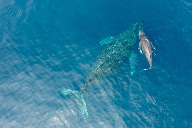 Whale Watching in Okinawa - Meeting and Pickup Information