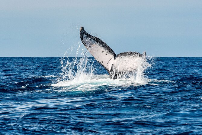 Whale Watching Snorkel Combo - Whats Included in Your Trip