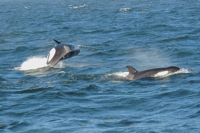 Whale Watching Tour From Anacortes - Meeting and End Point