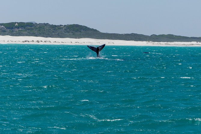 Whale Watching Tour From Cape Town - Whats Included in the Tour