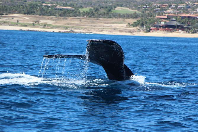 Whale Watching Tour on a Pontoon Experiencing the Most Magical Gift of Nature! - What to Expect
