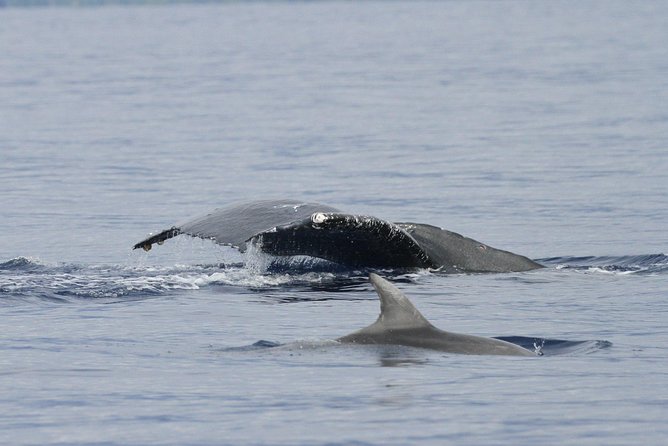 Whalewatch Deluxe Tour From Maalaea Harbor - Whale Sightings Guarantee