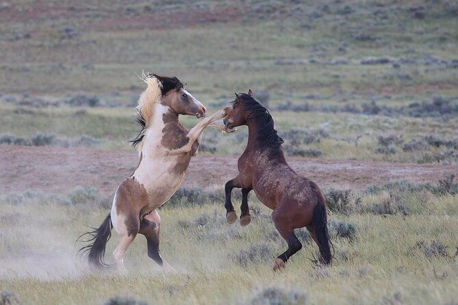 Wild Mustang Half Day Tour - Cody Wyoming - Private - Inclusions of the Tour