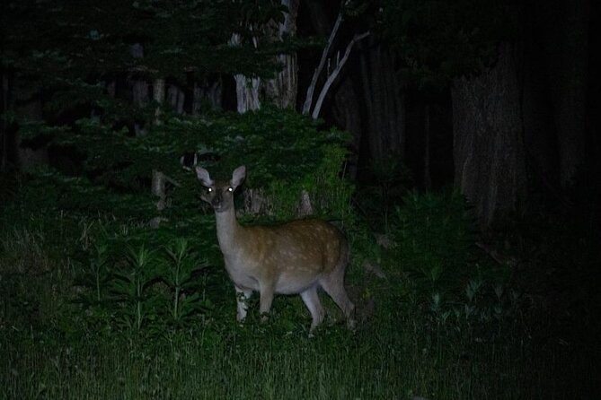 Wildlife Night Drive in Shiretoko National Park - Meeting and Pickup Information