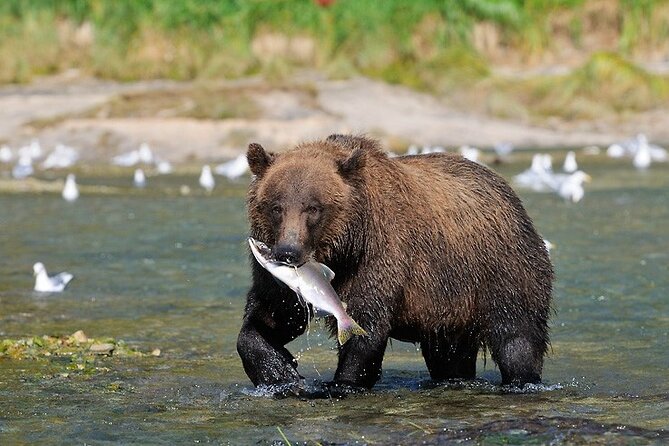 Wildlife Safari & Bear Viewing Review - Meeting and Pickup