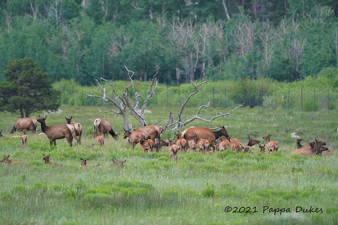 Wildside 4X4s Elk Watching Tour - Meeting and Pickup Details