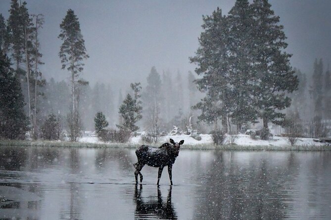 Wildside 4X4s Winter Wonderland Sledding Tour - Group Size and Pricing Details
