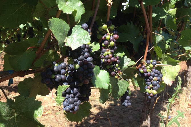 Willamette Valley Wine Tasting Tour From Portland - Tour Details