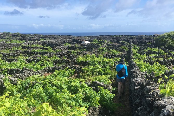 Wine and Vineyards Hike - Inclusions