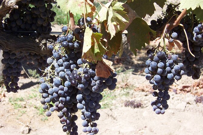 Wine Country Van Tour in Santa Ynez Valley - Meeting and Pickup Details
