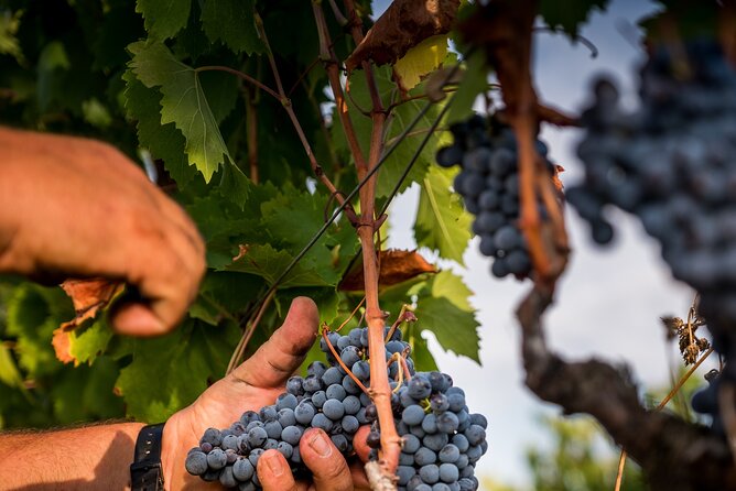 Wine Tasting in Tuscany - Culinary Delights on the Menu