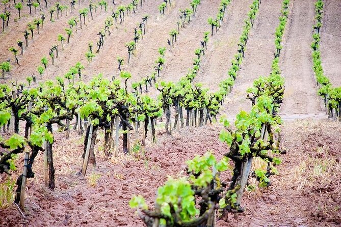 Wine Tour in Azeitão and Setúbal With Arrábida Beaches - Inclusions