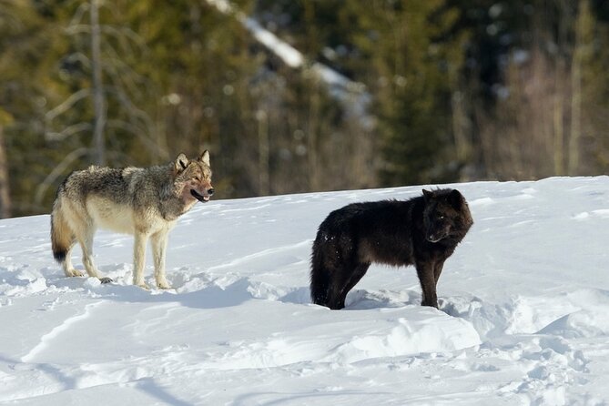 Winter Wildlife Safari Review: Experience Yellowstone's Wonders - Comfort and Convenience on the Journey