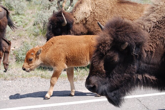 Yellowstone Grand Tour: See All Yellowstone In One Day - Inclusions and Exclusions of the Tour