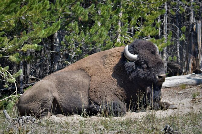 Yellowstone National Park 2 Day Tour Review - Transportation and Accessibility