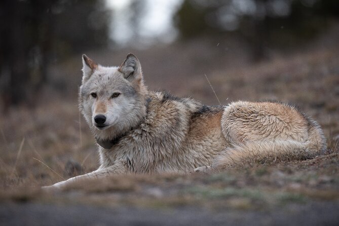 Yellowstone National Park Private Wildlife Tour - Included Amenities