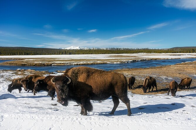 Yellowstone Private Full Day Tour - Itinerary Highlights