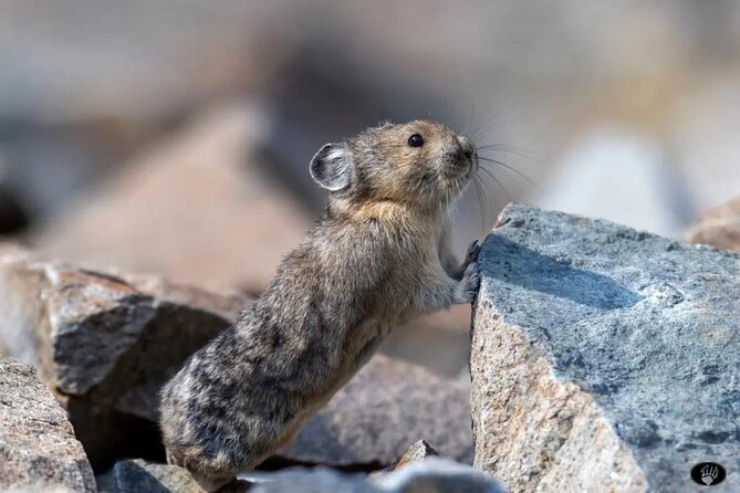 Yellowstone Wildlife and Photo Tour Review - Wildlife Sightings and Photography