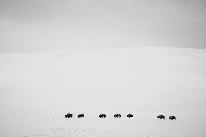 Yellowstone Winter Wildlife Safari From Paradise Valley - Indulging in Seasonal Refreshments