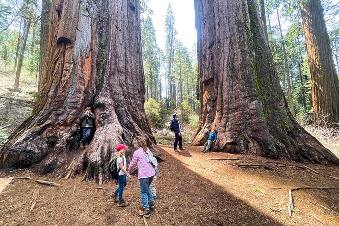 Yosemite Magic: Highlights, Sunset, and Smores - The Guided Adventure
