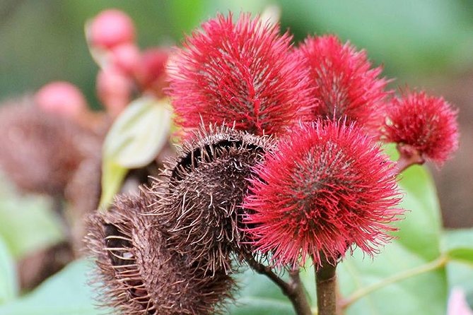 Zanzibar Spice Farm Half-Day Walking Tour - What to Expect