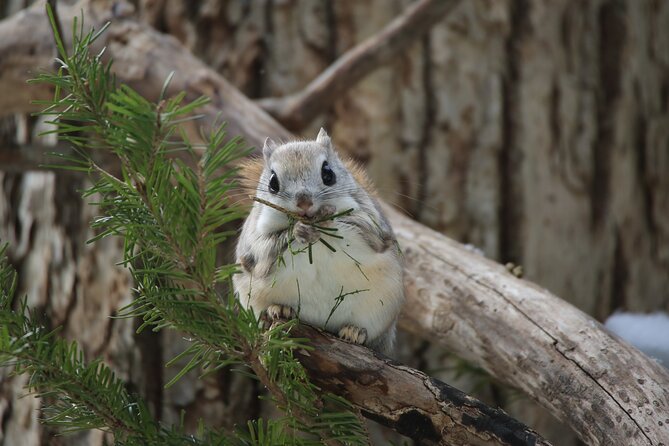 3.5hours Primeval Forest Snowshoe Hike and Wildlife Watching Tour - Key Points
