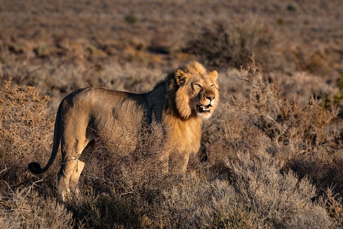 3 Days Tanzania Private Big 5 Safari With Midrange Lodge - Key Points