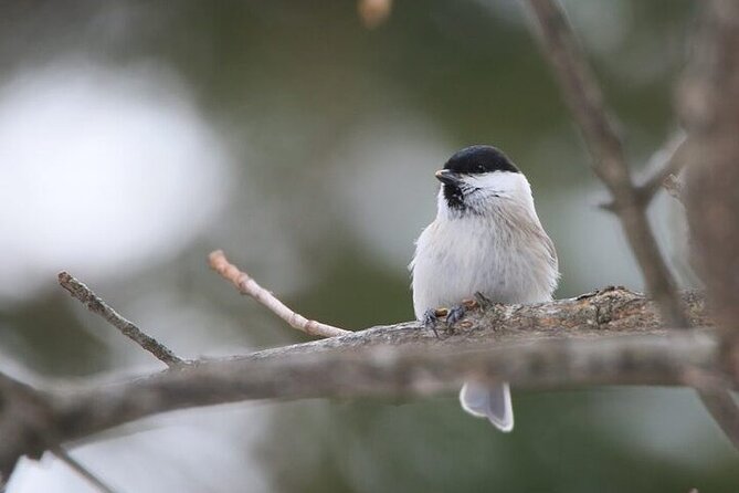 3 Hours Snowshoe Hike to Furepe Fall and Wildlife Watching - Equipment and Attire