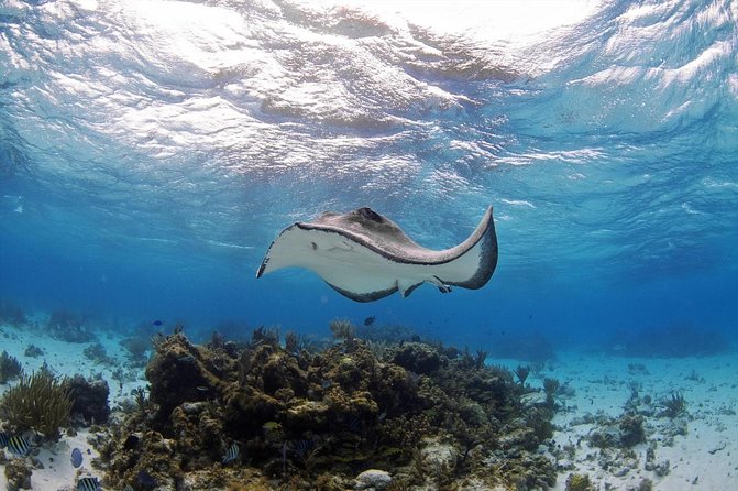 3-Stop Adventure: Stingray City and Snorkeling at Cayman Reefs - Key Points