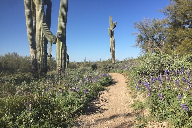 1-2 Hour Sonoran Desert Private Guided Hiking Tour - Whats Included in the Tour
