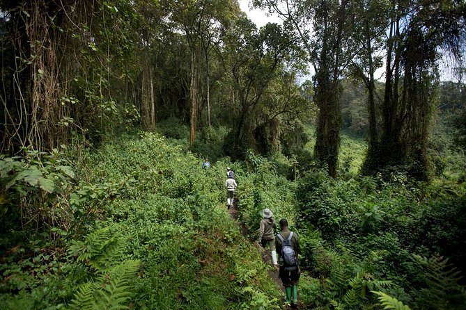1 Day Bisoke Volcano Hike - Health and Safety Tips