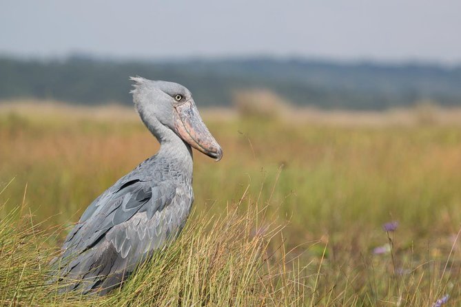 1 Day Mabamba (Shoebill) Bird Watching Tour - Shoebill & Canoe Tour - Meeting and Pickup Details
