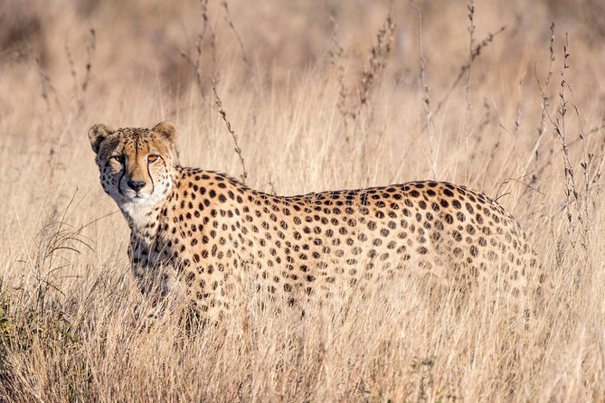 1 Day Skukuza Wildlife Photographic Safari - Kruger National Park - Pickup Information
