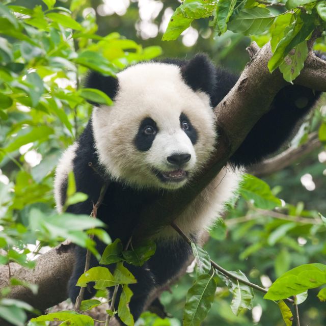 1-Day Tour：Discovering Pandas & the Majestic Giant Buddha - Panda Breeding and Research Center