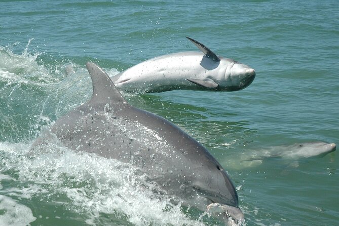 1-Hour Dolphin Sightseeing Adventure Cruise From Madeira Beach - Amenities and Inclusions
