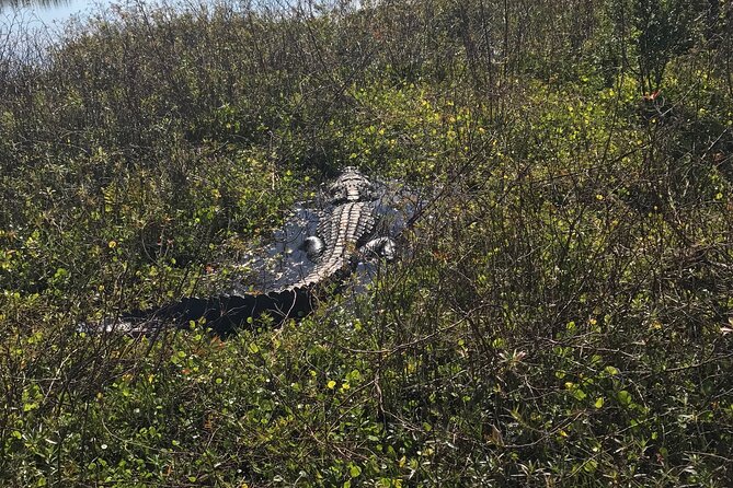 1 Hour Everglades Airboat Tour Central Florida - Everglade Ecosystem Exploration