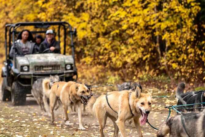 1 Hour Fall Sled Dog Experience Review - Accessibility and Inclusions