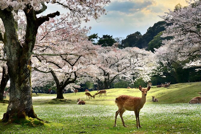 1 Hour Private Photoshoot in Nara - Included Services